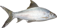 putul BRAND 71110 FZ WHOLE MRIGAL FISH (2 KG UP)